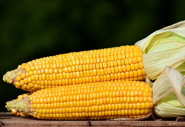吃玉米减肥方法，怎样吃玉米减肥？